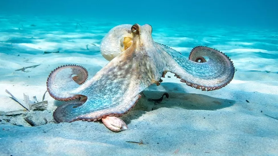 Don’t underestimate octopuses!